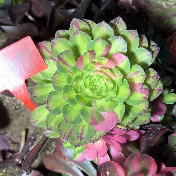 3-3018知否缺崽介意勿拍