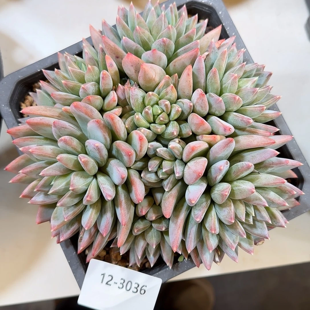 3036红蛋美人多肉植物