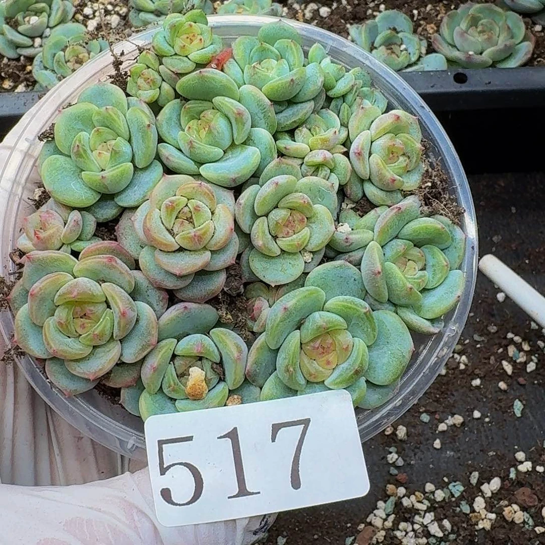 多肉植物多肉植物517