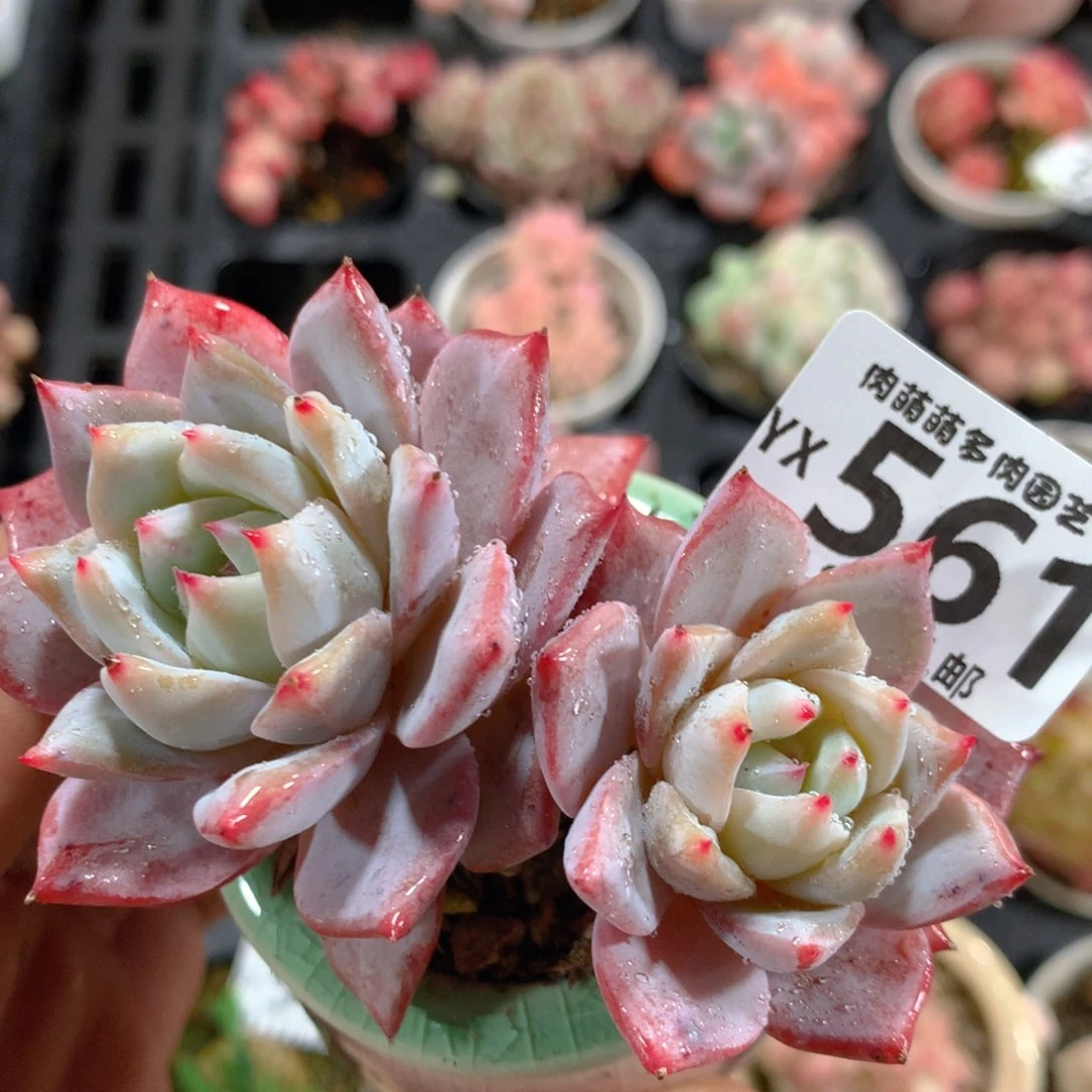 5CM拇指盆精控多肉YX561