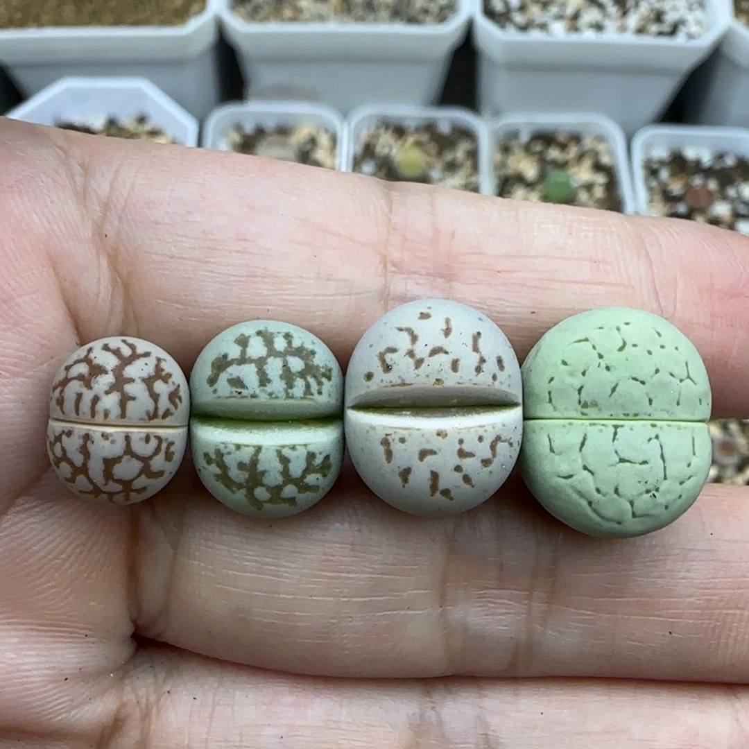 300彩色大白清框福利30包邮