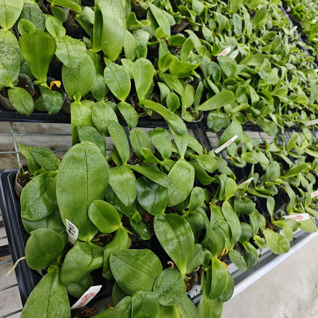 蝴蝶兰  原生1.7寸开花株一物一拍（不售后，请谨慎下单！）