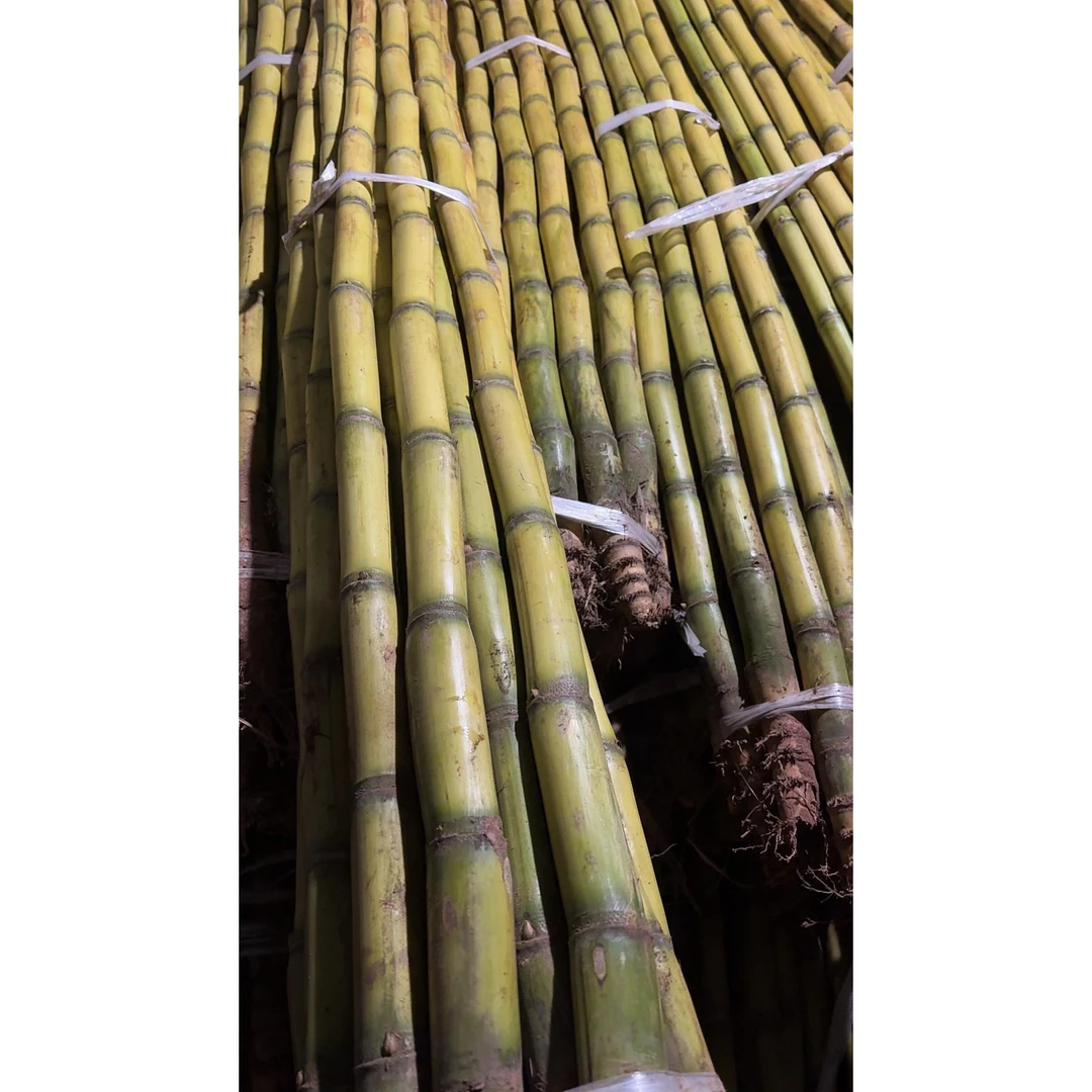 云南新鲜黄金甘蔗现砍现发脆甜多汁当季水果