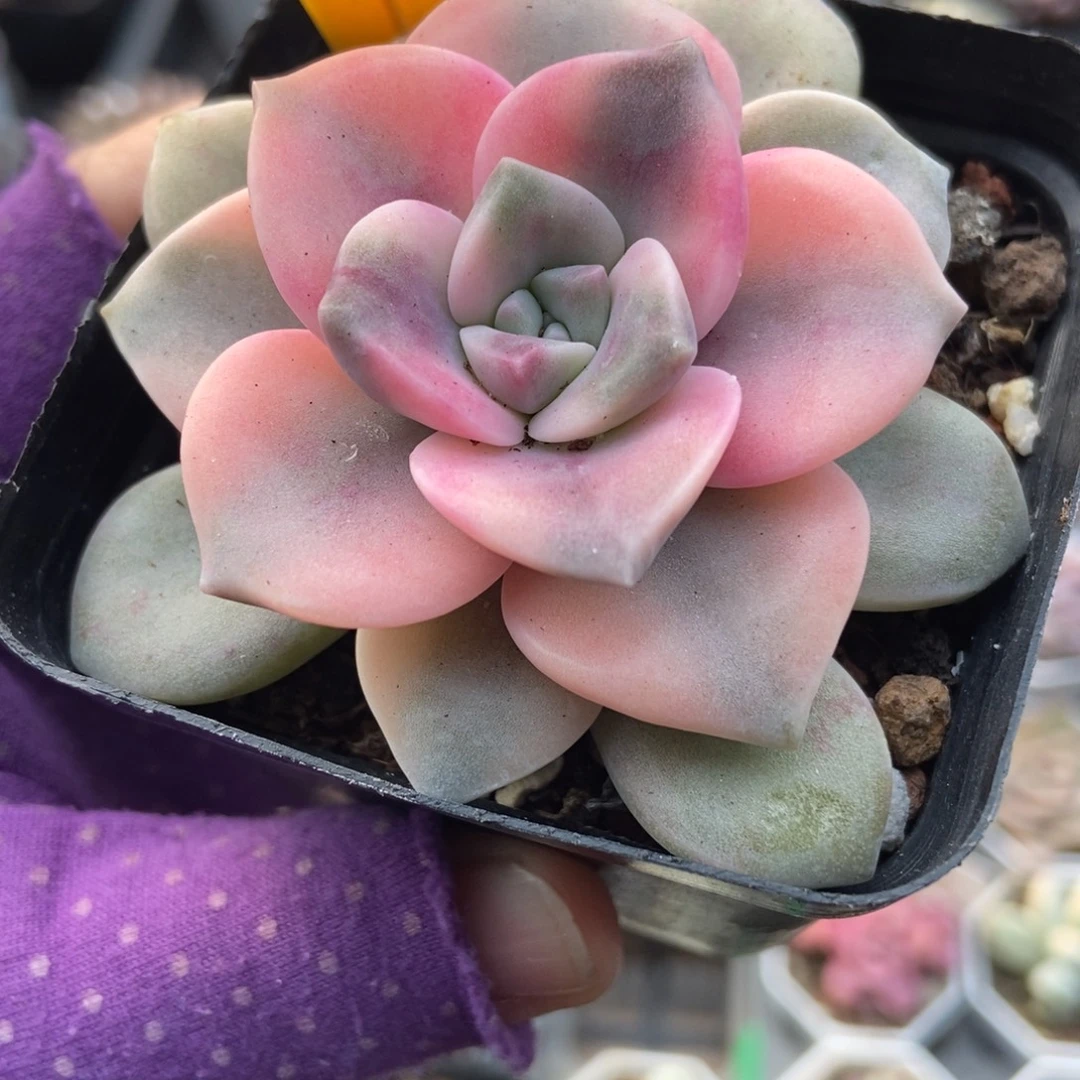 211紫乐锦多肉植物