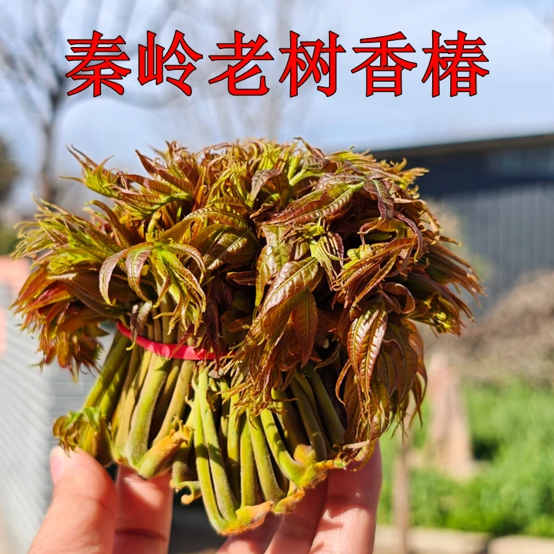 陕西周至秦岭老树香椿现摘现发自然生长1斤/2斤/3斤多省包邮
