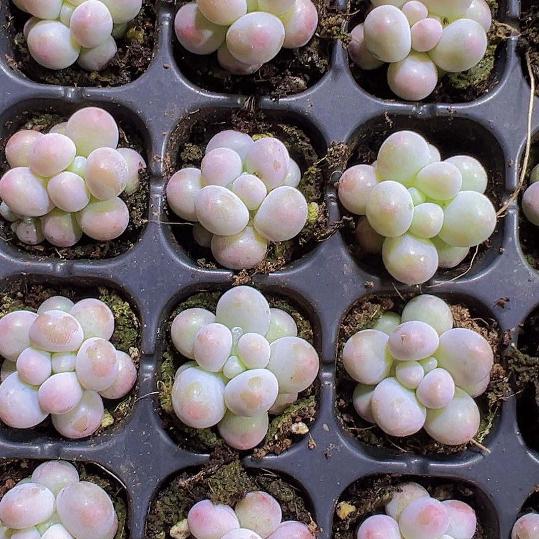 汤圆5个19包邮多肉植物