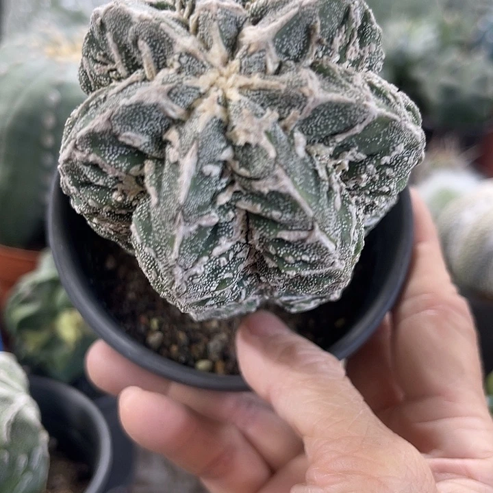 仙人球开花仙人球上