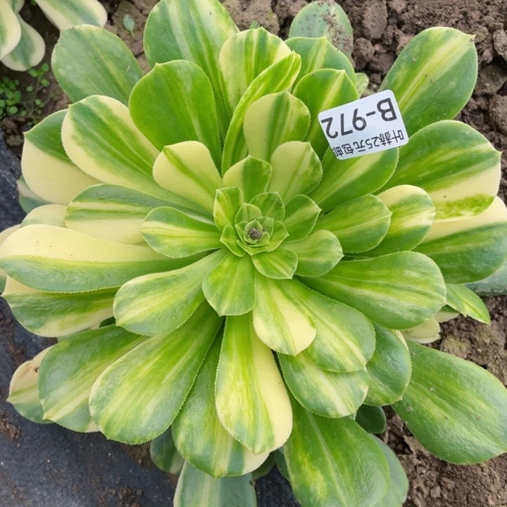 972夜光杯多肉12345678