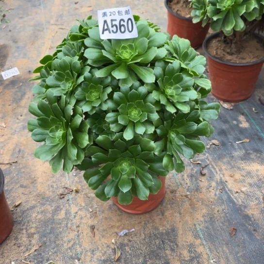 560绿羊绒不包断枝