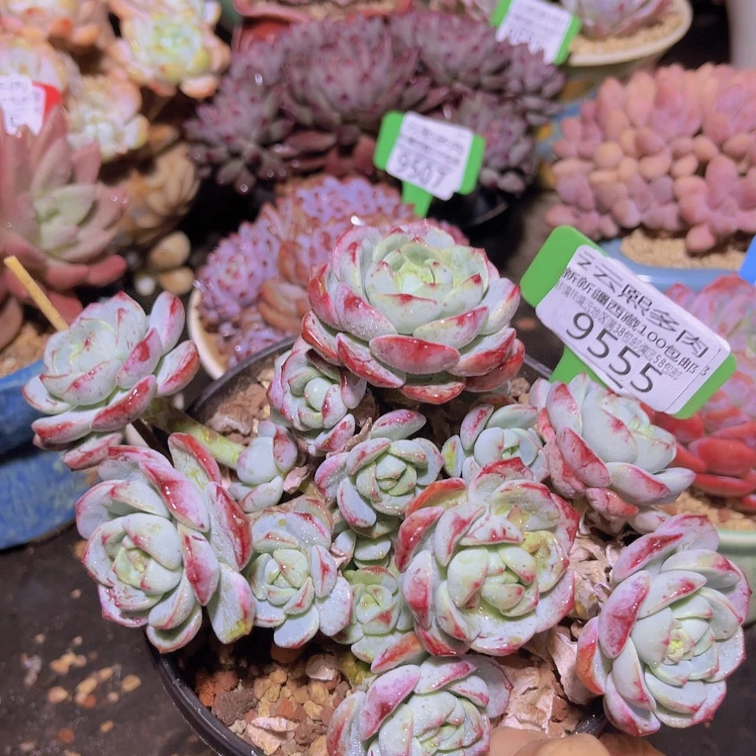 9555香草 多肉植物