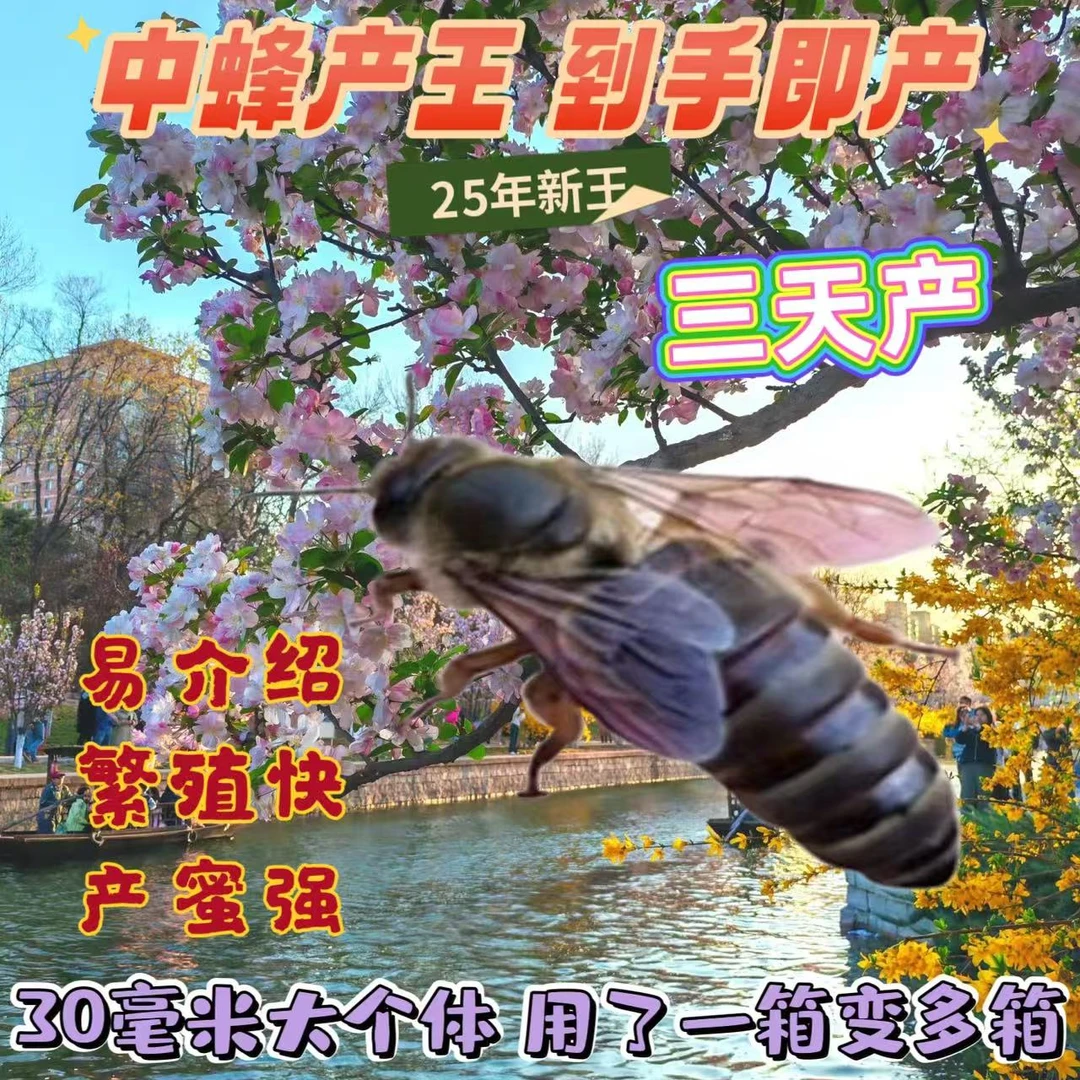 【包活到手】中蜂蜂王处王交尾阿坝长白山双色土蜂王种王