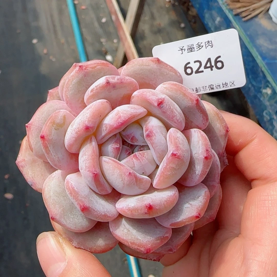 橙子，6246多肉植物