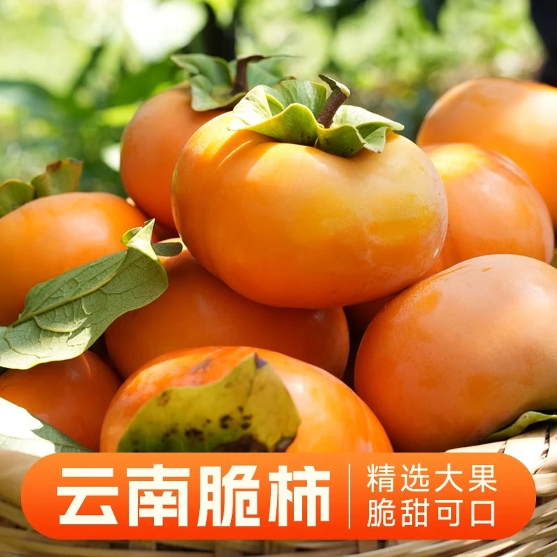 云南次郎脆柿新鲜采摘香甜多汁保山次郎脆柿当季应季水果