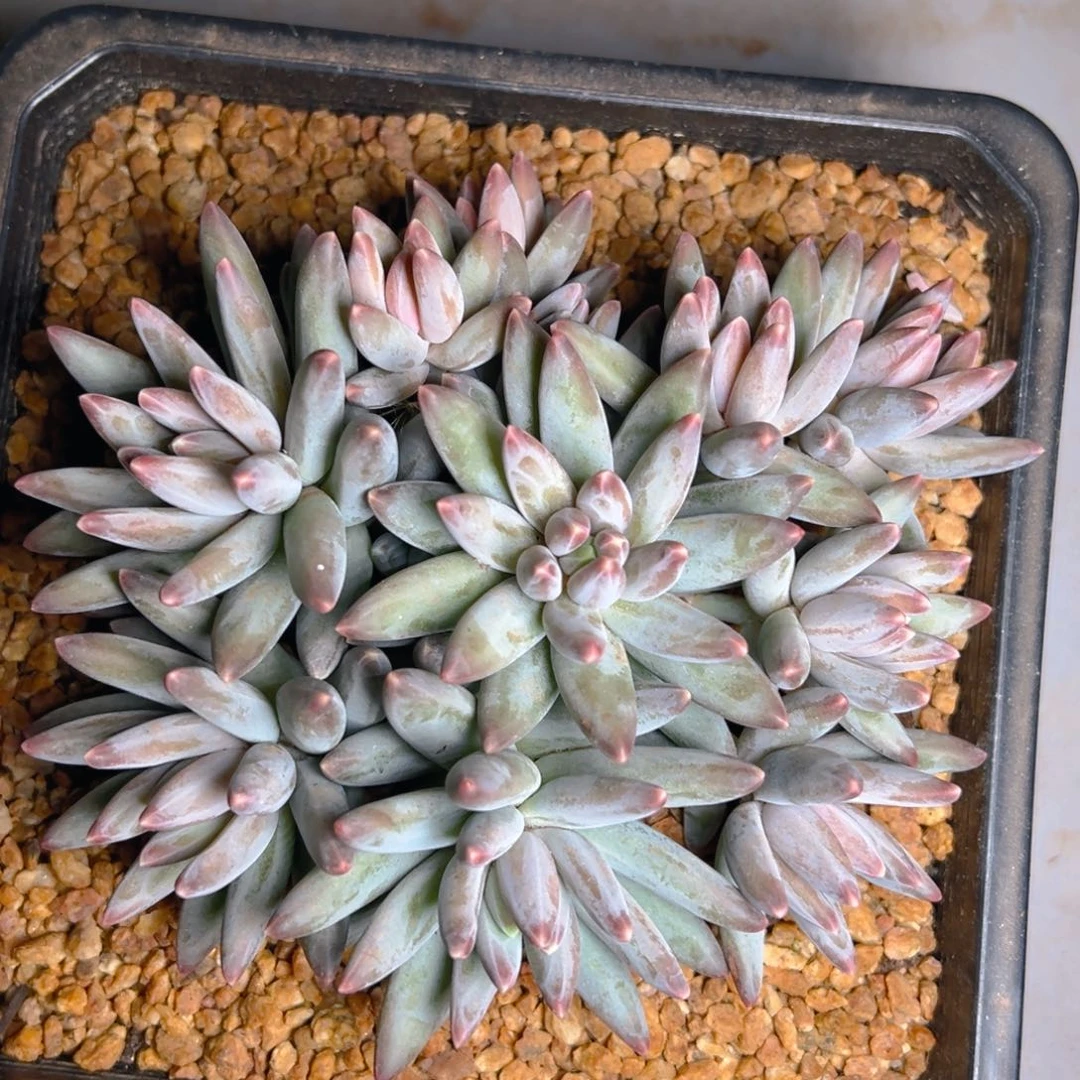 小赖小姐姐寄养在美肉。