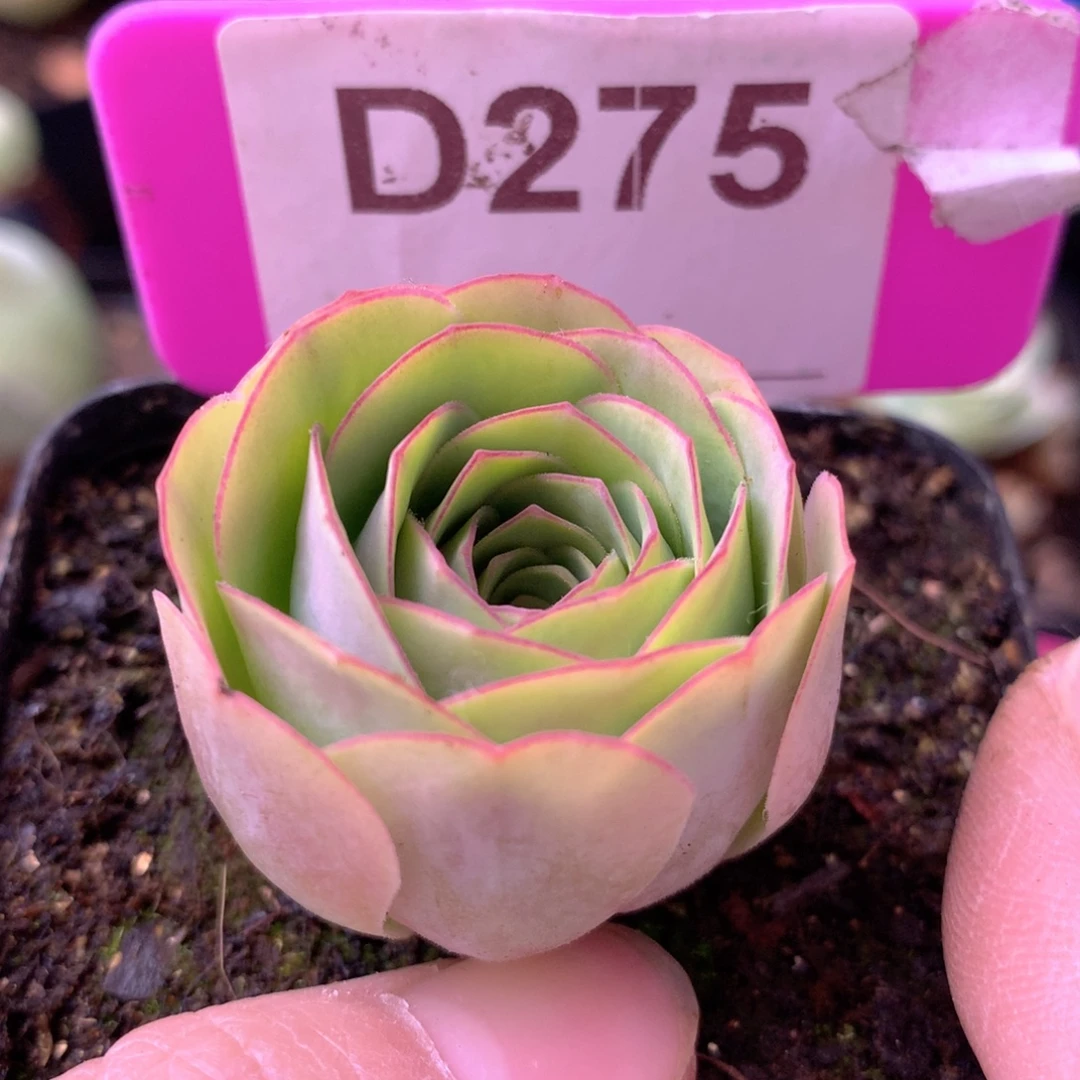 一物一拍追光者275