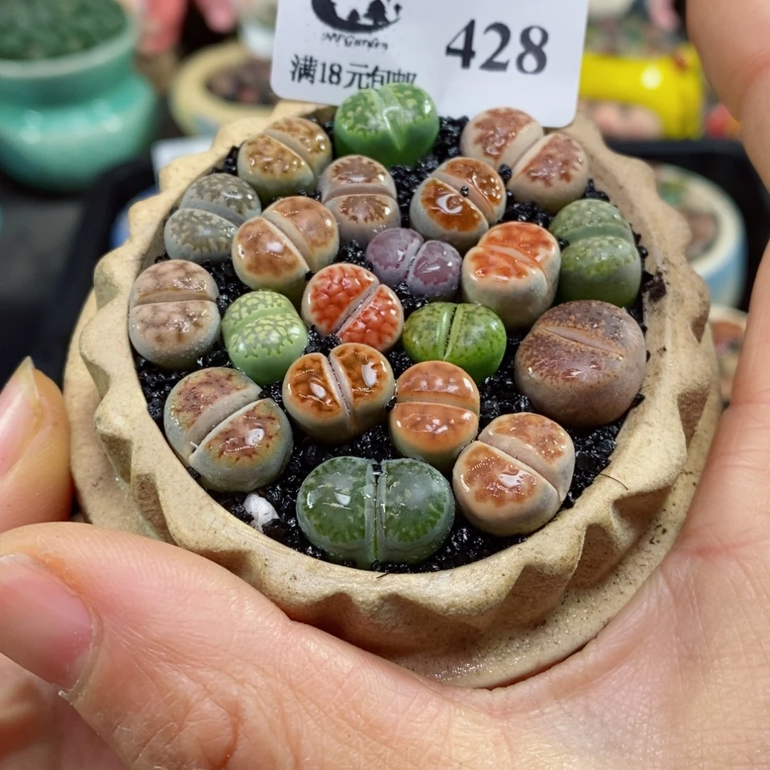 生石花花花花花花花花428