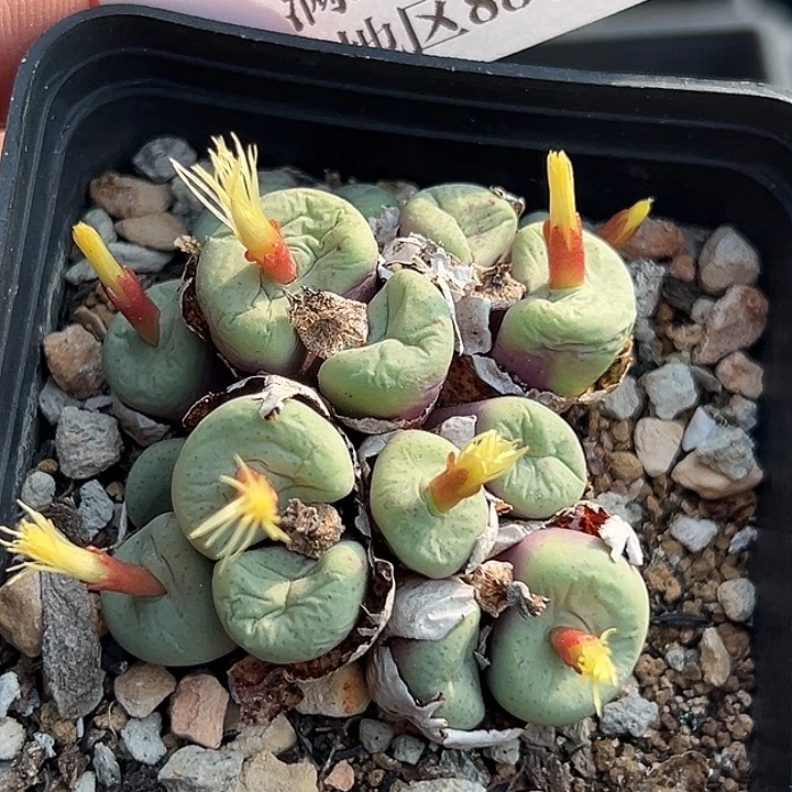 910号福利大饼tutjlowww