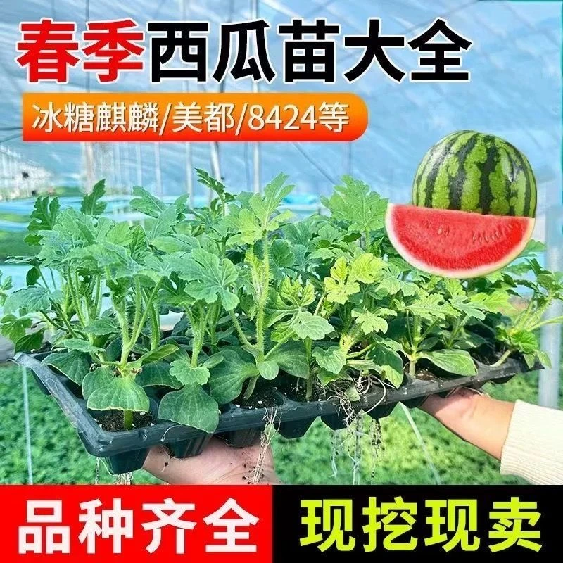 8424麒麟美都无籽西瓜秧苗嫁接苗带原土秧苗地栽盆栽种植苗高产苗