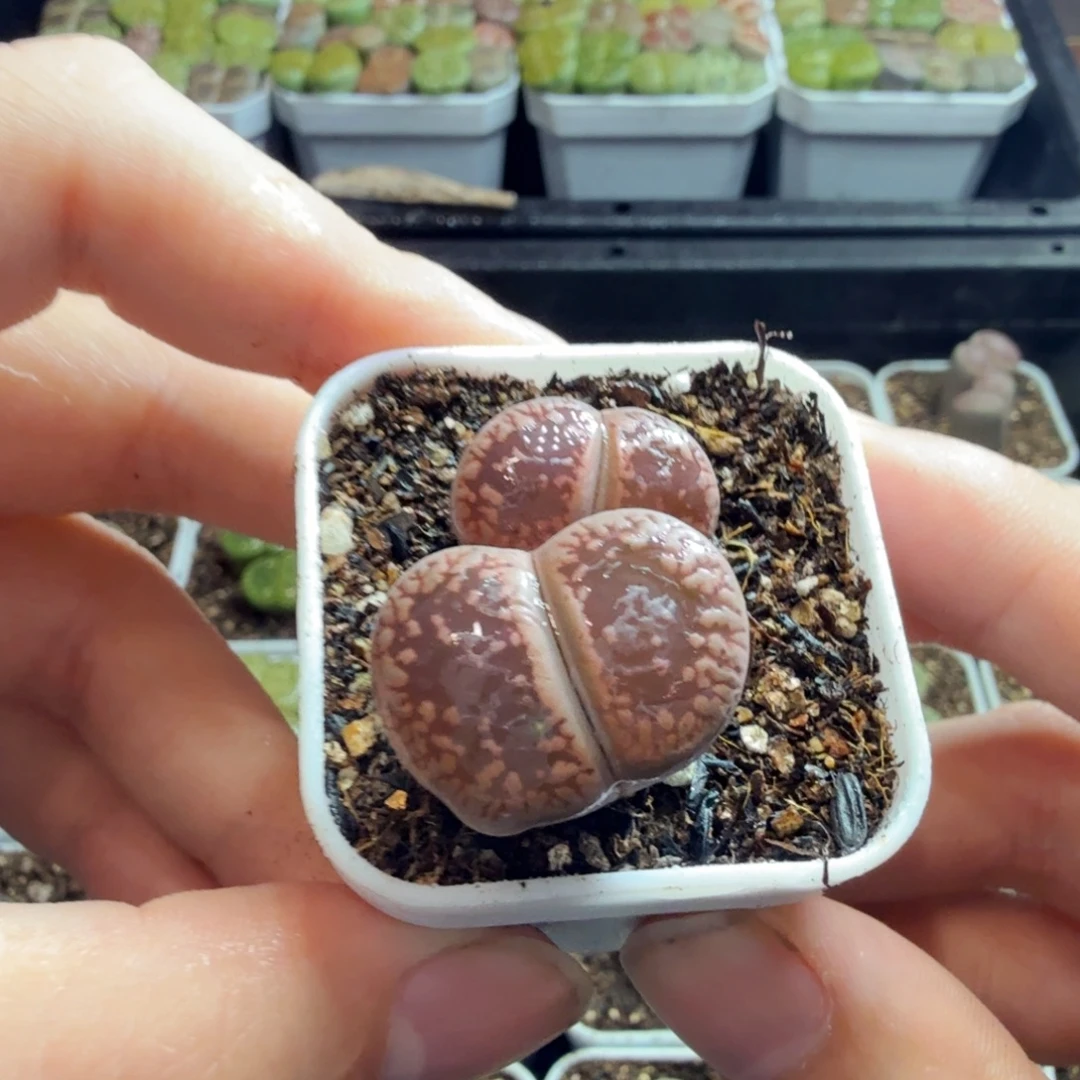 ****灵多肉植物的生长发育和生长903