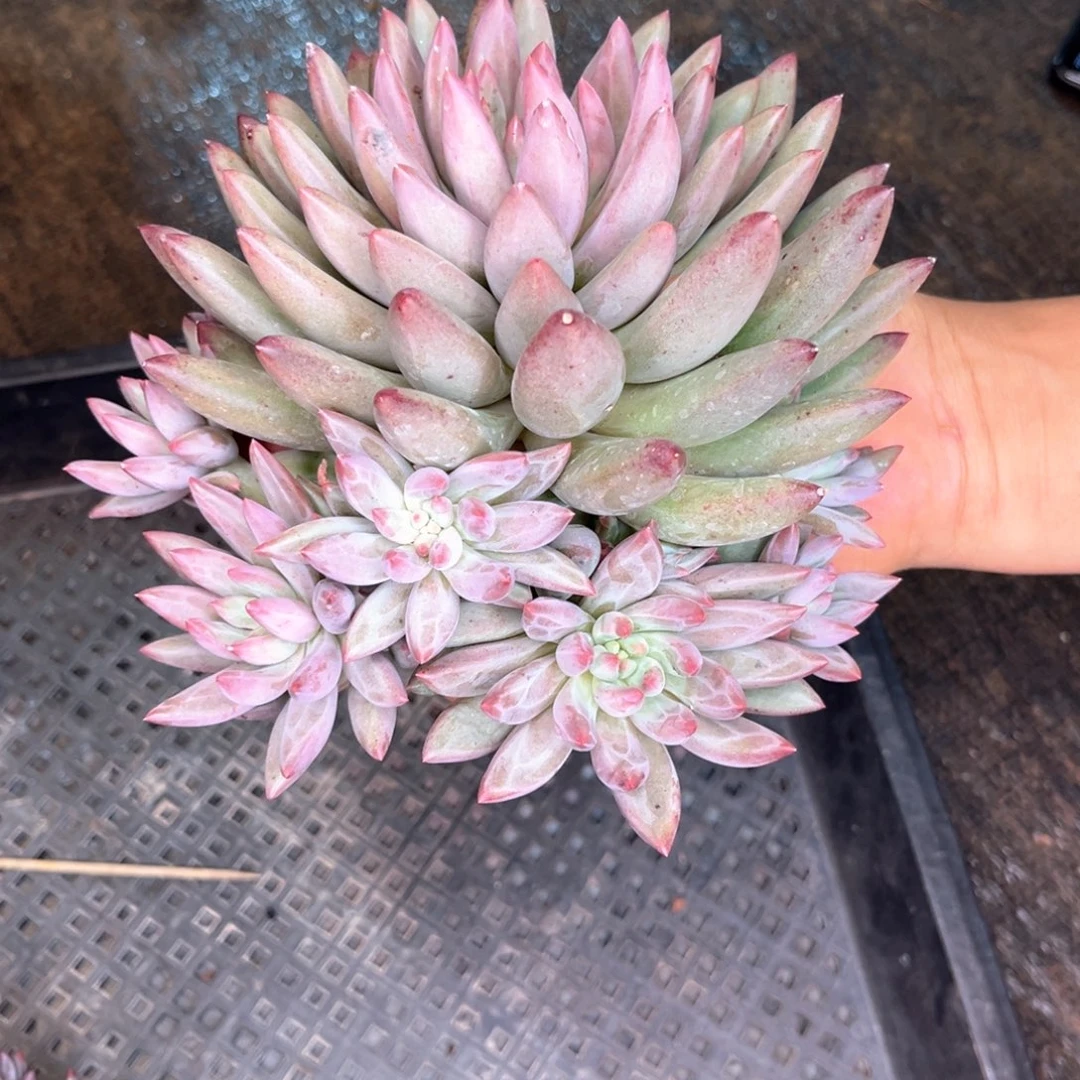 全部花朵虞美人个体多肉植物