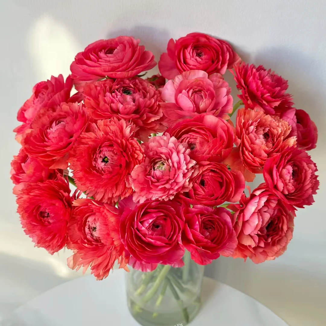 七叶花坊# 【淡绛洋牡丹】高品质洋牡丹 鲜花优选 顺丰直发