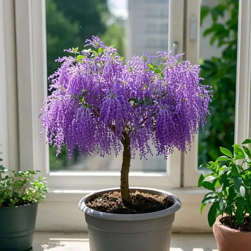 流苏花树苗盆栽花卉植物室内花四季开花树苗阳台庭院好养易活绿植