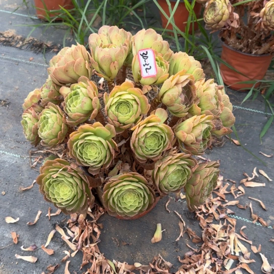 30-32朵朵多肉植物