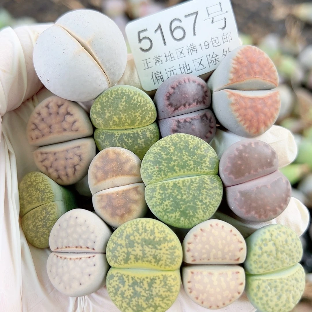 5167 好养易活生石花大母本13个2-2.5cm