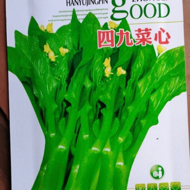 jj四九菜心籽今年新种今年新种