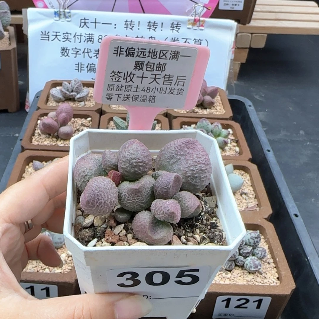 305水蜜桃多肉植物