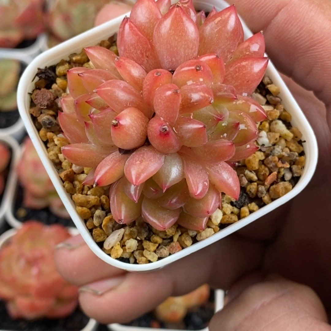 天官赐福百无禁忌