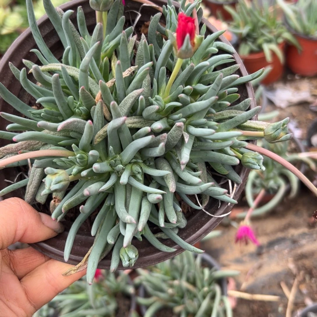 父母哦在中央音乐学院