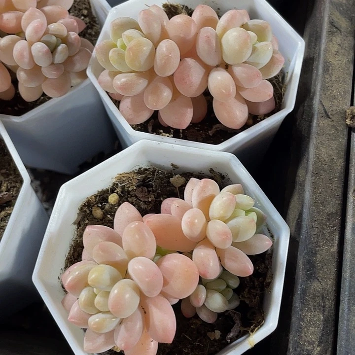 八角盆洛可可带盆