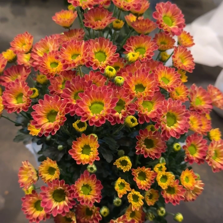 新品夕阳小菊盆栽