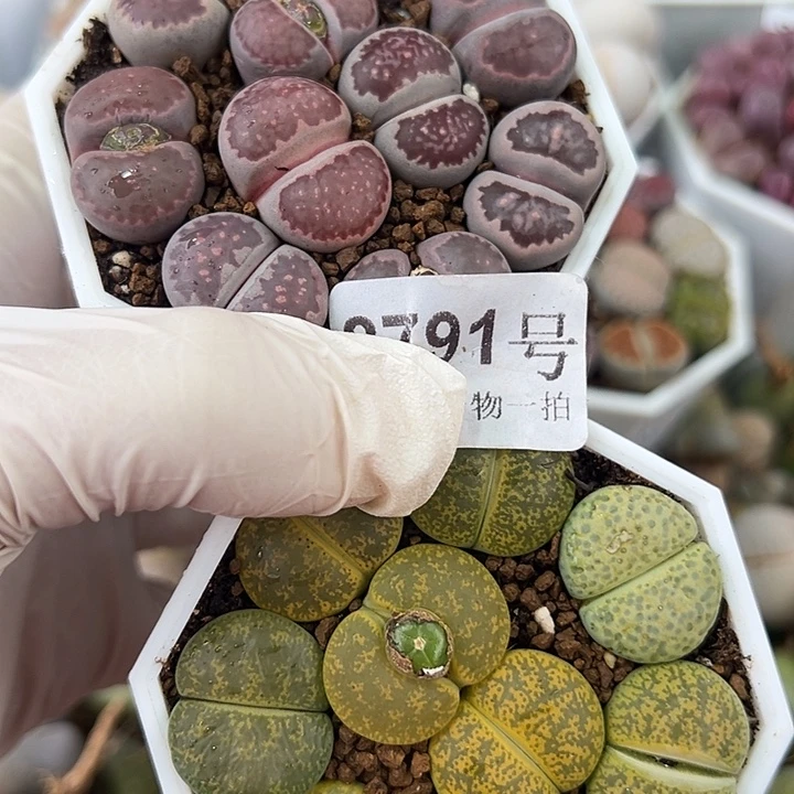 8791 好养易活生石花大母本两盆福利