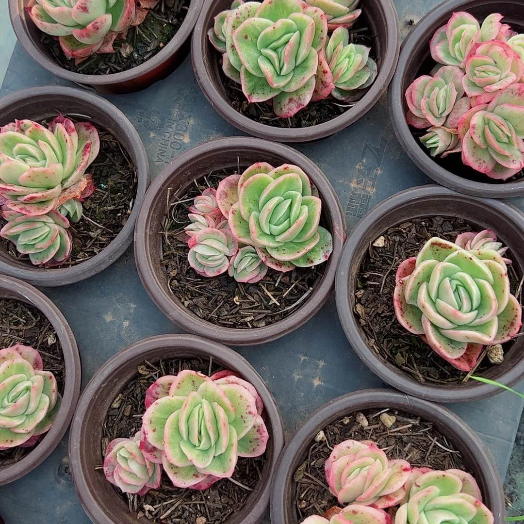 冰玫瑰三盆多肉植物