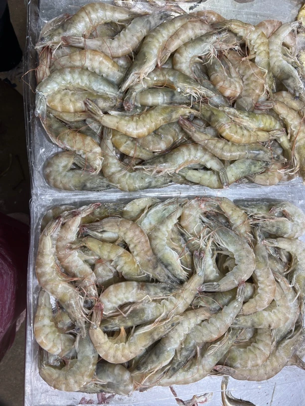 连云港冷冻发货野生对虾到手7斤