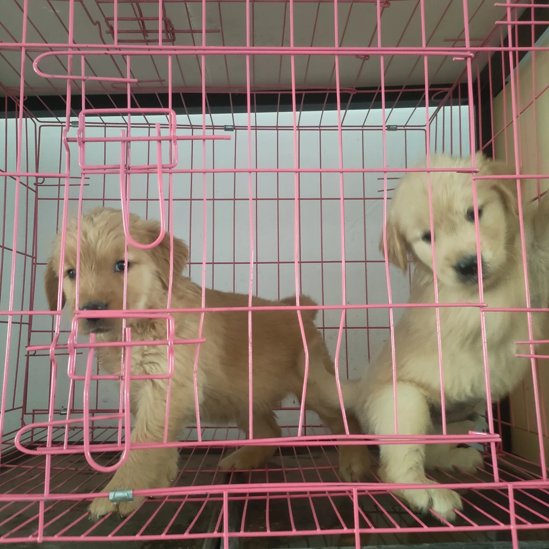 适合家养小金毛漂亮的金毛