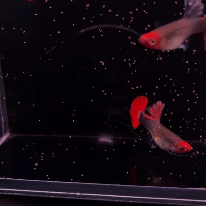孔雀鱼黄化体折扇红头2母1公
