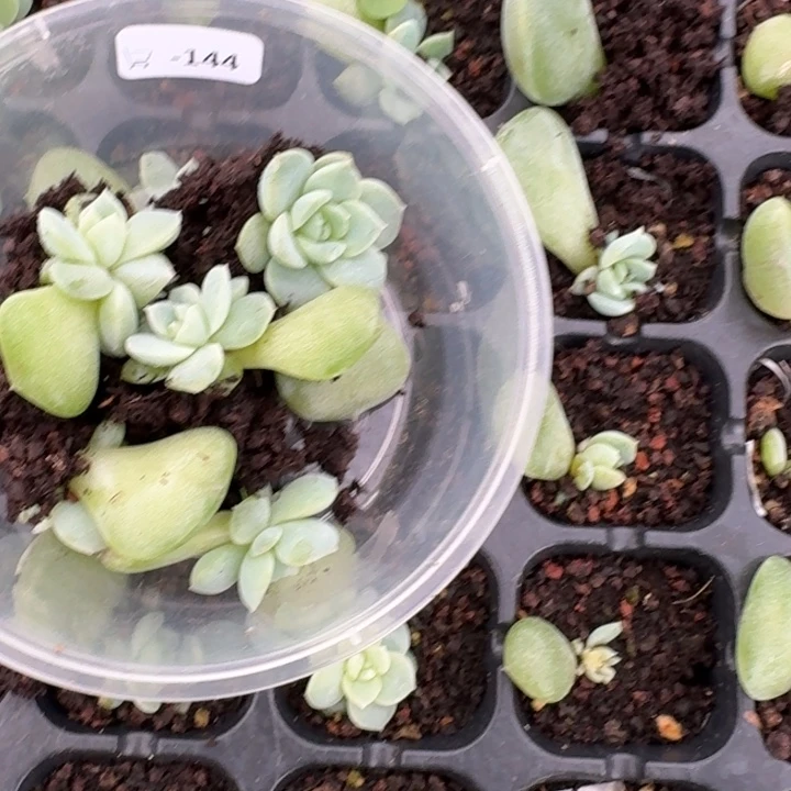 h***e144舒月饭盒一组五颗