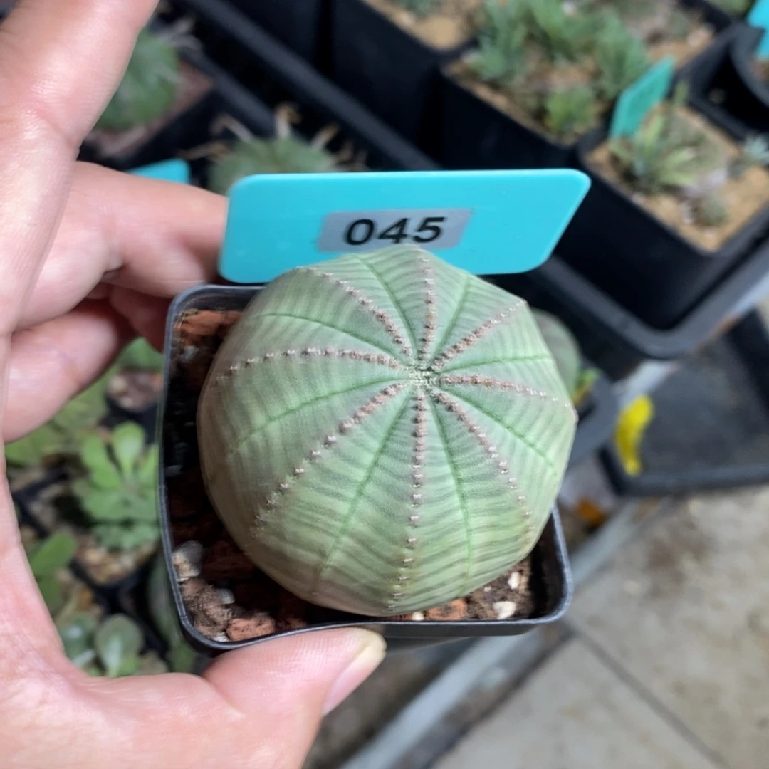 布紋球多肉植物一个