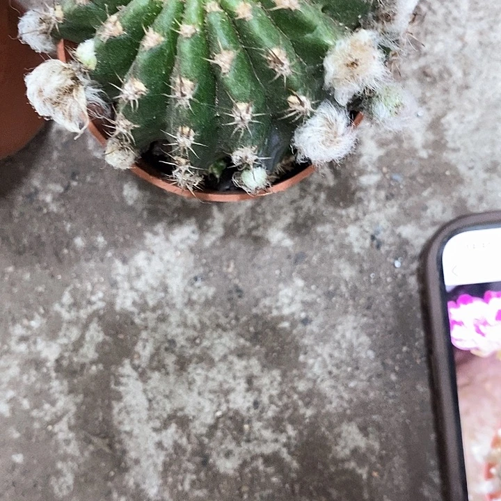 妖碟，5公分左右3567