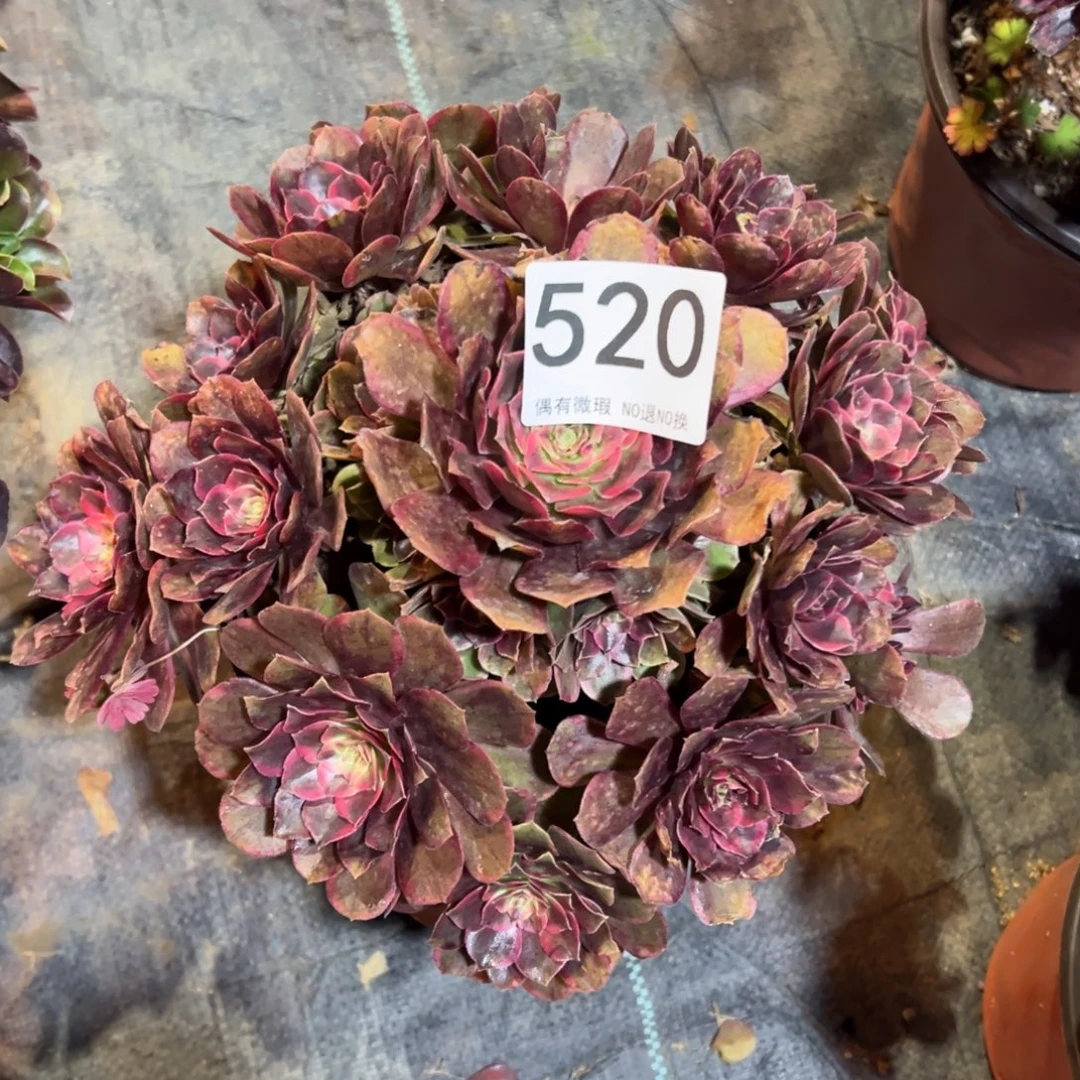 我是真的很喜欢这个