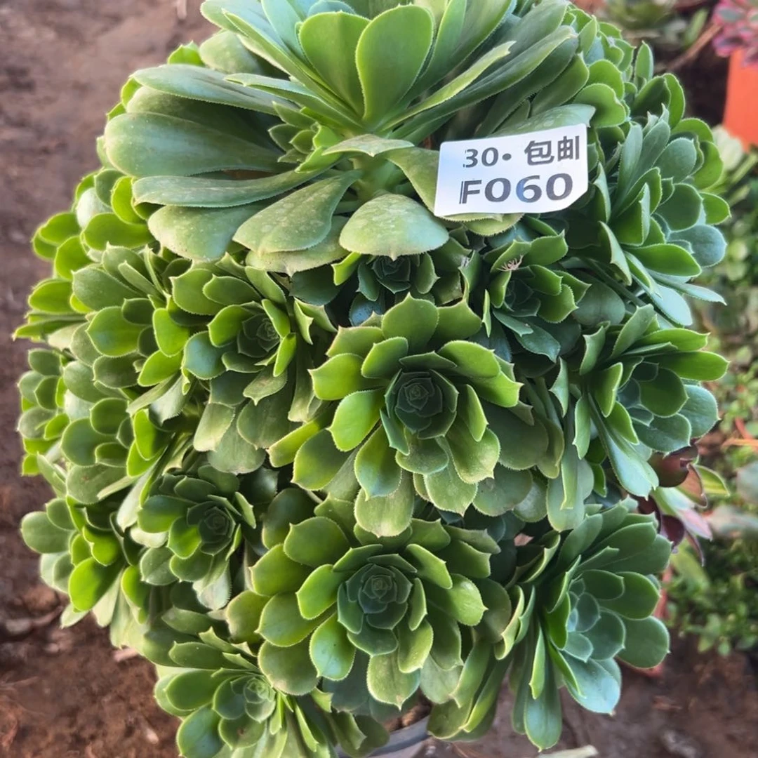 060绿杨蓉多肉法师