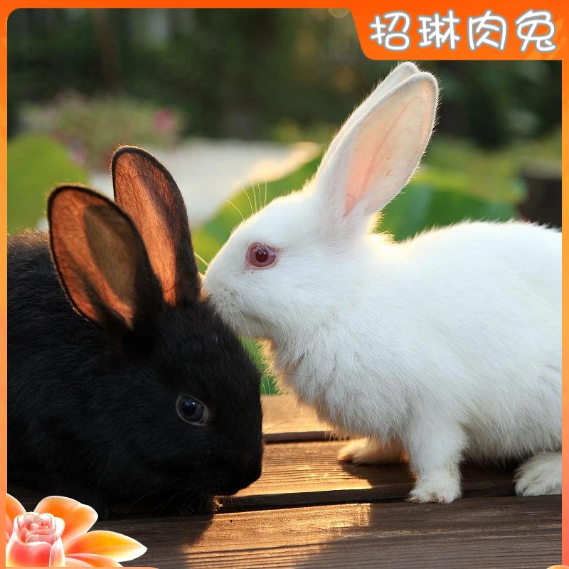 【兔子活体】大型可繁殖可家养的活体肉兔新西兰白兔比利时巨兔兔苗