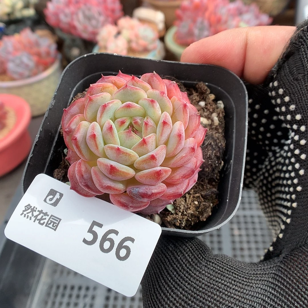 566白胖多肉植物6666