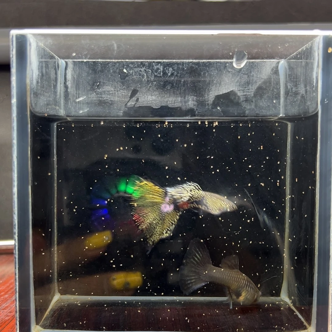 孔雀鱼黑金蕾丝一对