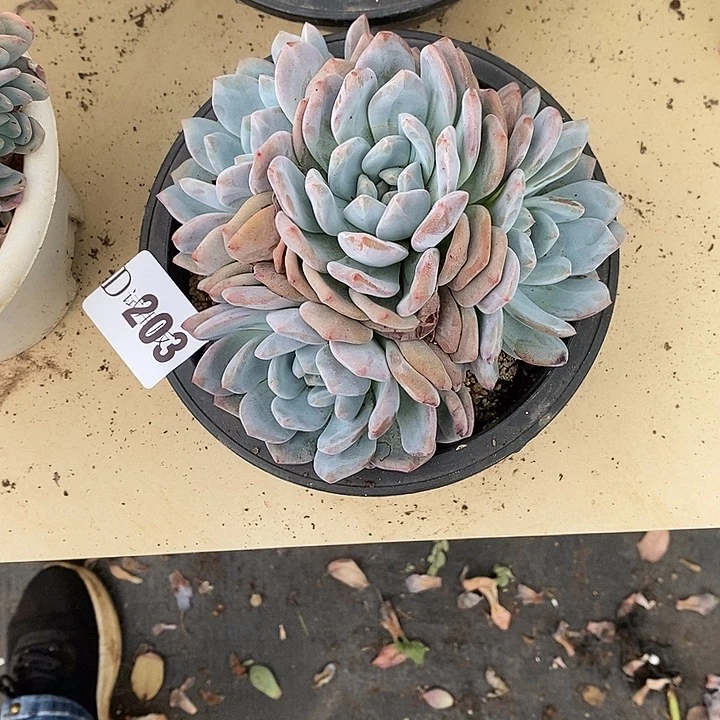 玲****203橙子多肉植物多肉