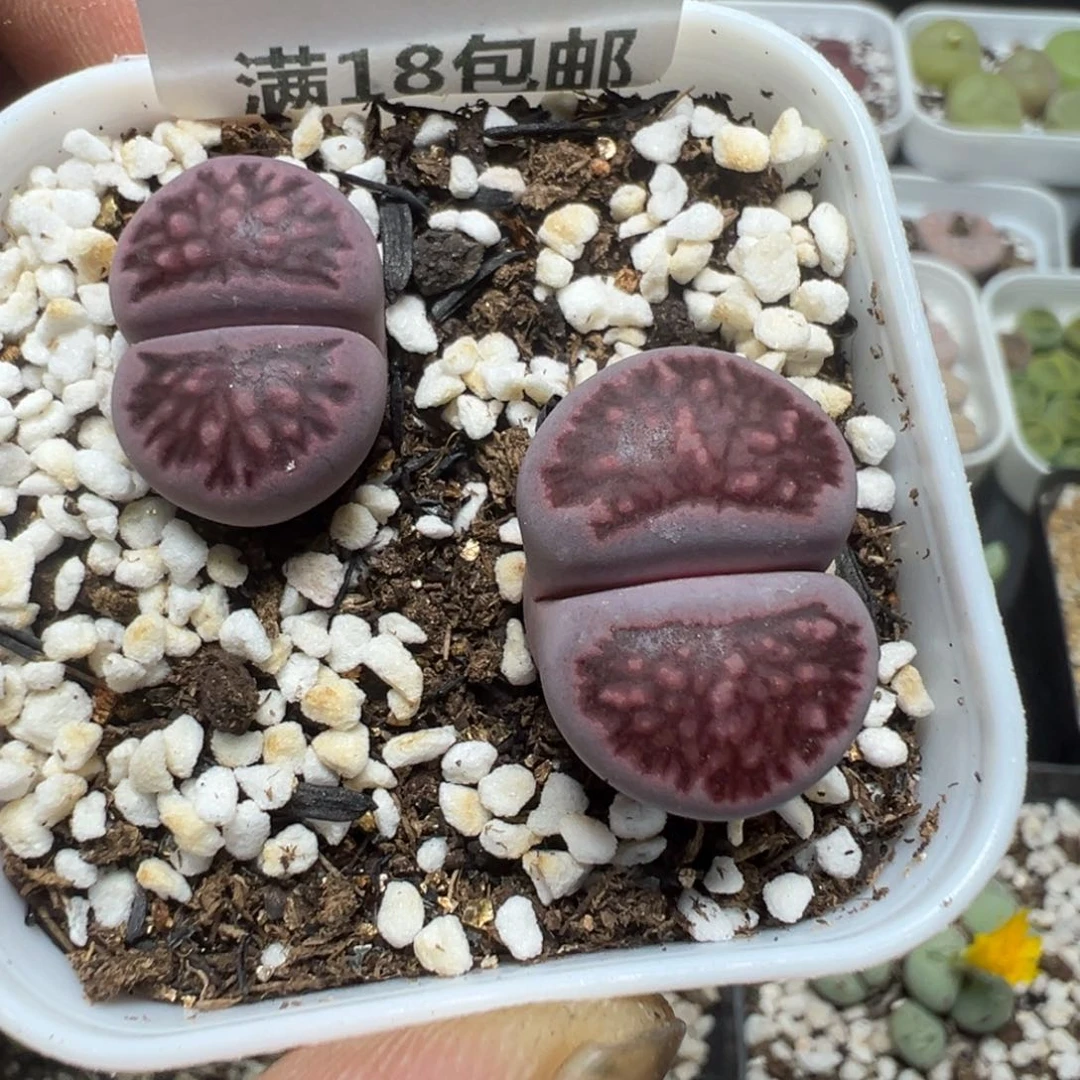 【闪购商品】 1219。