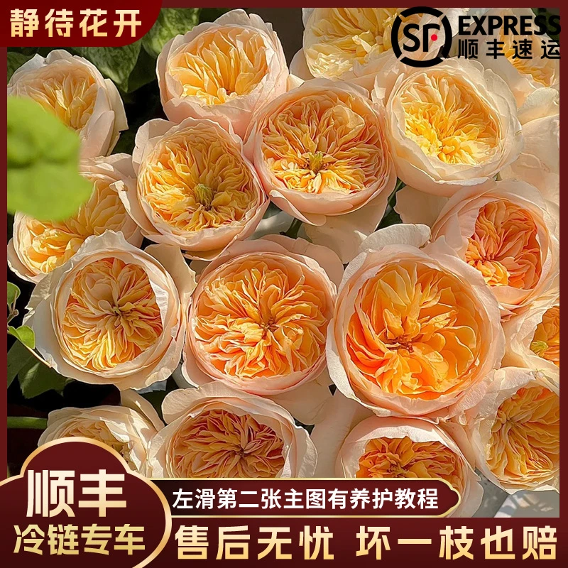 【静待花开】朱丽叶-稀有单头玫瑰 云南鲜花斗南花卉直发顺丰包邮